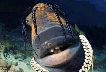 Travis Scott Fish